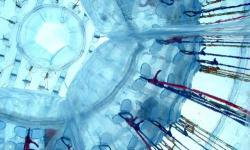 Zorbing, Zorbing Activity Vouchers